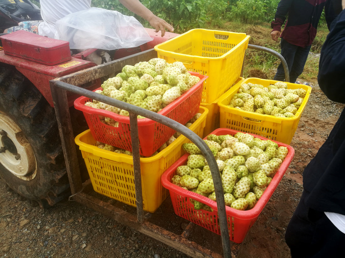 Why is Noni fruit known as the "king of enzymes"