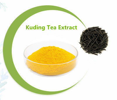 Kuding Tea Extract